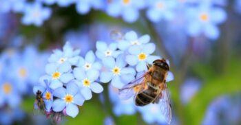 Cum putem salva albinele? Cercetătorii, îngrijorați de „apocalipsa insectelor”