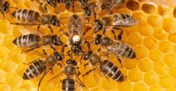 Durata de viață a albinelor a scăzut cu 50% în ultimele cinci decenii