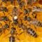 Durata de viață a albinelor a scăzut cu 50% în ultimele cinci decenii