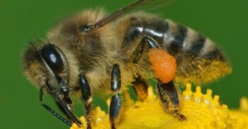 Durata de viață a unei albine a fost tăiată la jumătate în doar 50 de ani: cum ne afectează viitorul