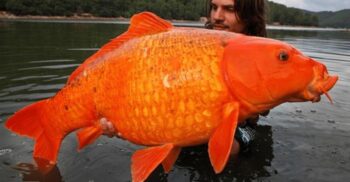 “Peștișorul” auriu gigant a fost pescuit: de ce crește atât de mare această specie