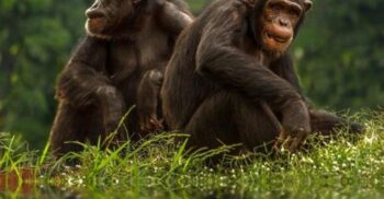 Studiu surprinzător care arată asemănarea dintre copii și cimpanzei (Video)