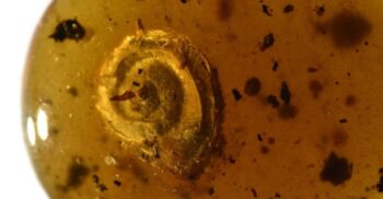 Un melc păros, vechi de 99 de milioane de ani, găsit conservat în chihlimbar