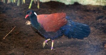 VIDEO O pasăre ce a stat „ascunsă” timp de 140 de ani, pare să fi „înviat”: cum arată porumbelul-fazan
