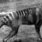 Rămășițele ultimului tigru tasmanian, considerate pierdute, au fost redescoperite