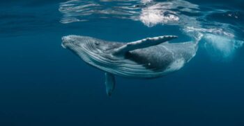 Cum ne-ar putea ajuta balenele în lupta cu schimbările climatice?