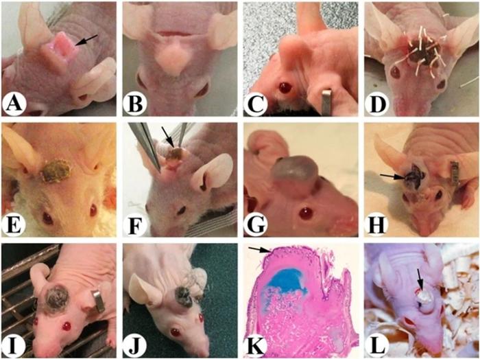 Șoarecii cu „mini-coarne” crescându-le pe cap Credit imagine: Li, Journal of Regenerative Biology and Medicine (2020)
