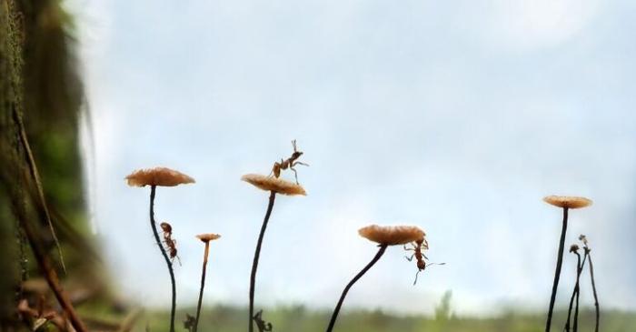 Fenomen bizar: Un parazit nu doar că le triplează viața furnicilor, dar le-o transformă în una de lux
