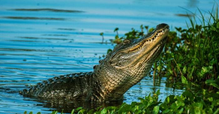 "Naștere virgină": O femelă de crocodil a făcut singură un pui