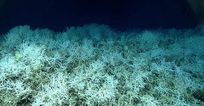 Cel mai mare recif de corali de apă rece descoperit în Atlanticul de Nord