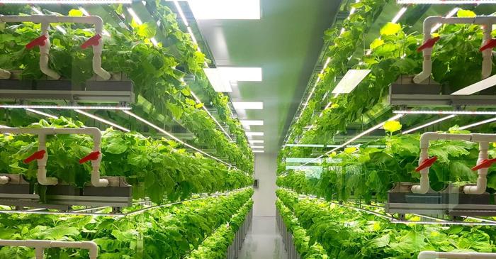 Un sol electronic pentru accelerarea creșterii culturilor hidroponice