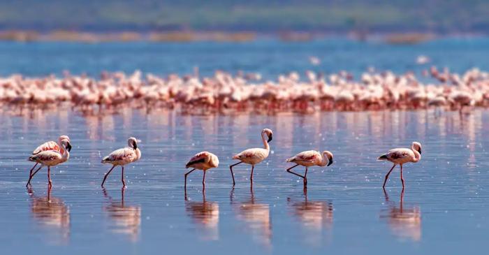 Știi de ce flamingo roz este roz?