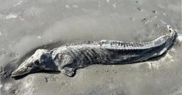 Un fascinant "delfin mumificat" descoperit pe o plajă