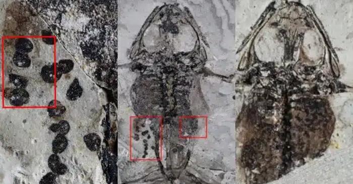 O broască dinozaur găsită cu burta plină de ouă