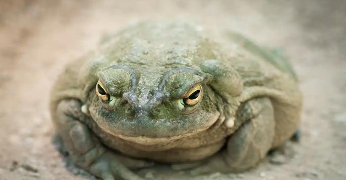 În Statele Unite, este interzis să lingi această broască din cauza particularității sale uimitoare.