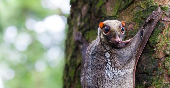 Lemurul zburător, un dermopteran care nu seamănă deloc cu un lemurian
