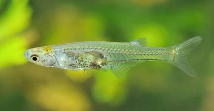 Ferește-te de acest pește micuț care face la fel de mult zgomot ca o împușcătură!