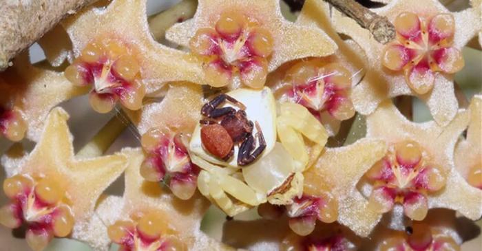 Posibila descoperire a primului caz cunoscut de mimetism cooperant din lume