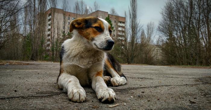 Cernobîl: când câinii vagabonzi devin mutanți