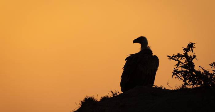 Vulturul Rüppell deține un record impresionant - știți care este acesta?