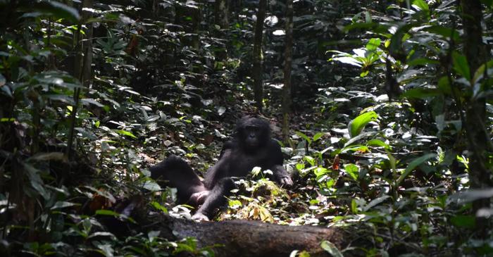 Sunt bonobo chiar "hipioții" din lumea primatelor?