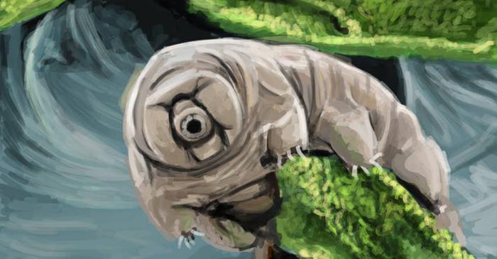Cum se face că tardigradele sunt mult mai rezistente la radiații decât oamenii?