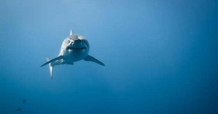 Cât timp îi ia unui mare rechin alb să traverseze un ocean?