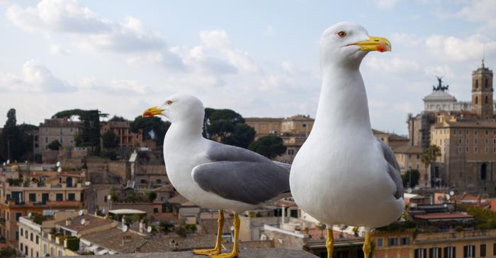 Pescărușii din zonele urbane au dezvoltat creiere mai mari: de ce?
