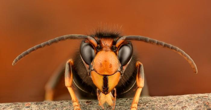 De ce nu este recomandabil să lovești un viespar asiatic?