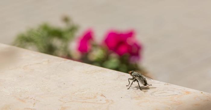 Busuiocul, aliatul natural în lupta împotriva muștelor din casă