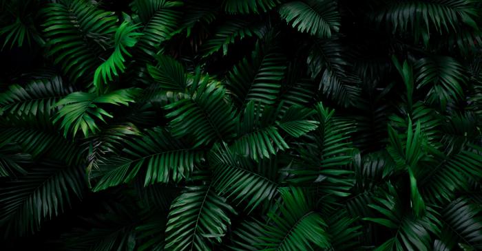 Cea mai veche pădure de pe Pământ, descoperită în sud-vestul Angliei