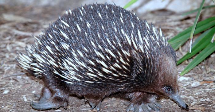 De ce are echidna un penis cu patru capete?