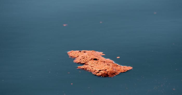 Excrementele de balenă, cheia înțelegerii și conservării oceanelor