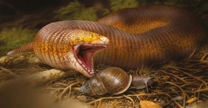 Fosila gigantică a unei „șopârle-vierme" descoperită în Tunisia