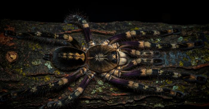 Tarantulele și furnicile de armată: o conviețuire neobișnuită în lumea insectelor