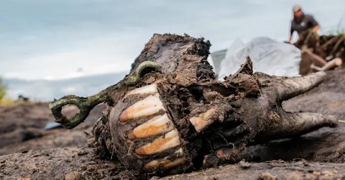 Arheologii au descoperit cel mai vechi mormânt scitic din Siberia, cu 18 cai sacrificați