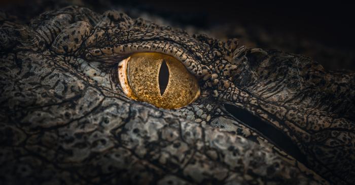 Ce secrete ascunde crocodilul de 12 milioane de ani?