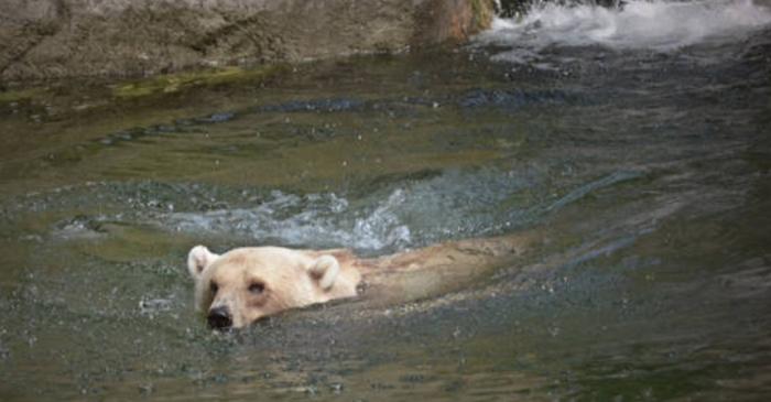 Grolarul, hibridul periculos dintre ursul polar și cel grizzly, cucerește Arctica