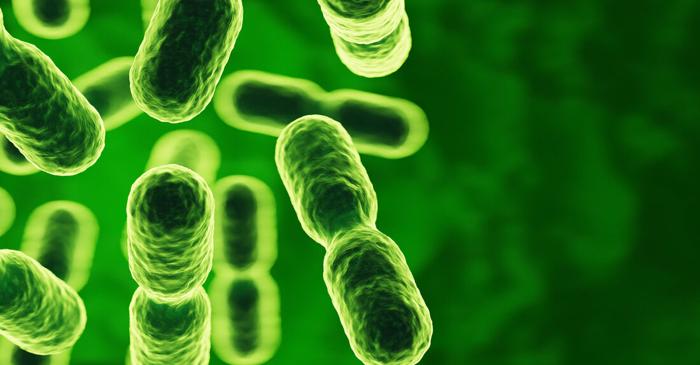 Microbiota intestinală, cheia secretă a evoluției creierului uman