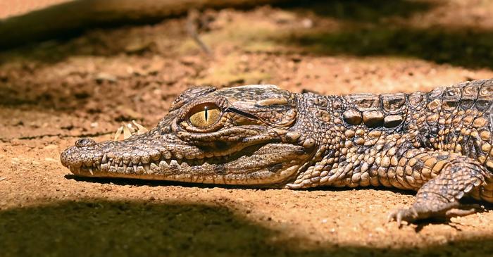 Oamenii de știință au descoperit secretul solzilor de crocodil: un proces mecanic, nu genetic