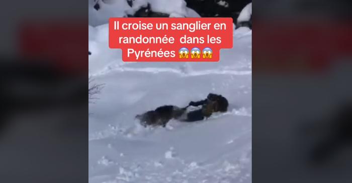 Un mistreț agresiv a atacat un schior în Pirineii francezi, momentul devenind viral pe TikTok