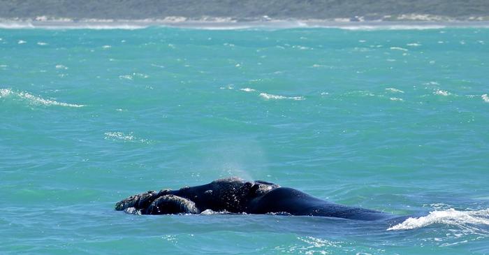 Balenele drepte australe pot trăi peste 130 de ani, arată un nou studiu american