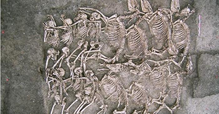 Ce mister ascund cei 28 de cai gali?