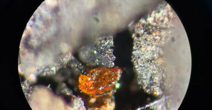 Chihlimbar vechi de 90 de milioane de ani, descoperit în Antarctica