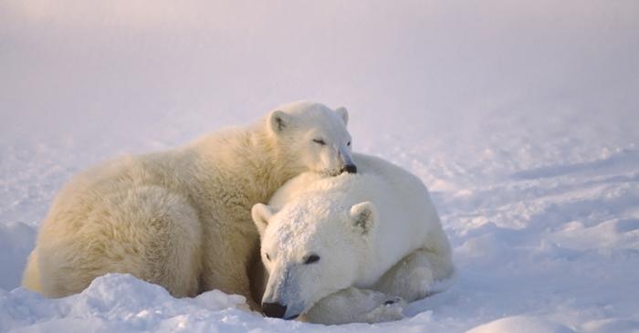 Cum rezistă blana ursului polar la gheață