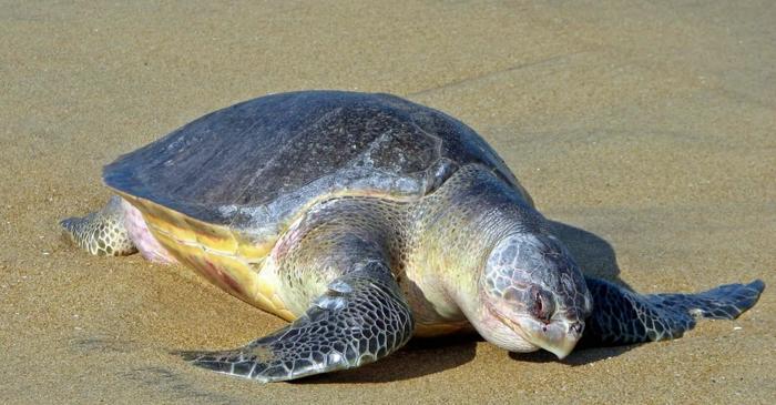 De ce eșuează sute de țestoase marine pe coastele Indiei?