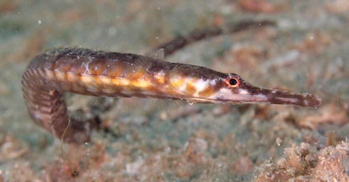 De ce femelele peștelui-pipă preferă masculii mai mici?