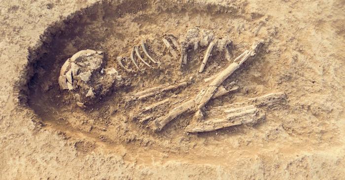 Fosilele Ushikawa din Japonia, considerate umane, aparțin, de fapt, unui urs străvechi