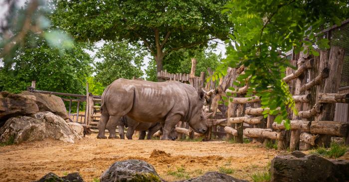 Grădinile zoologice reconsideră eutanasierea pentru salvarea speciilor pe cale de dispariție