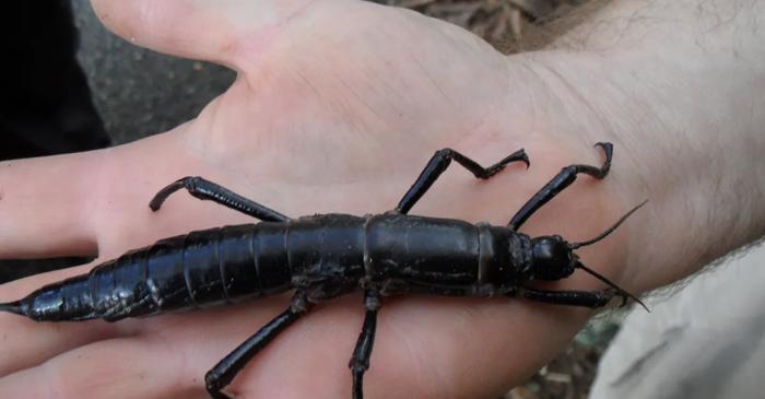 Homarul de copac australian a renăscut spectaculos după 80 de ani de la dispariție